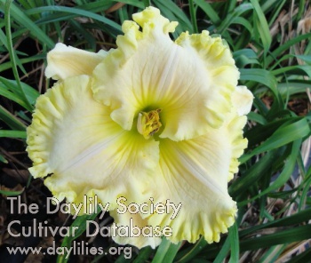 Jolly Yellow Fellow AHS image
