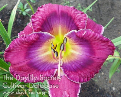 Lorraine Hakim AHS image