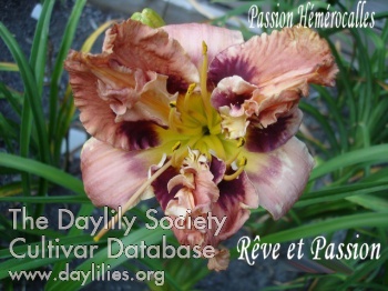 Rêve et Passion AHS image