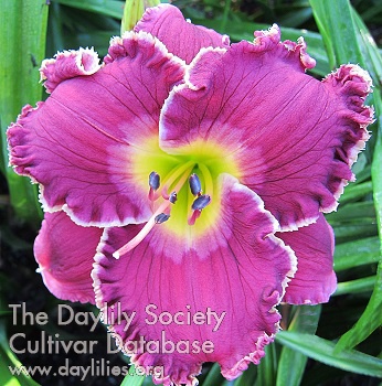 Purple Seduction AHS image