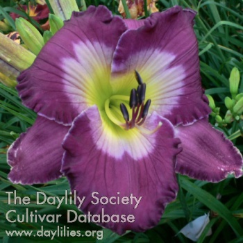 Violet Blue Note AHS image