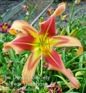 Spacecoast Hot Lips AHS image