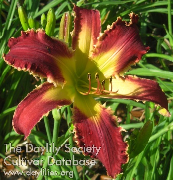 Spacecoast Razor Tooth AHS image