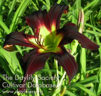 Spacecoast Black Knight AHS image