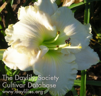 Spacecoast White Frosting AHS image