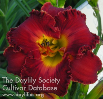 Spacecoast Red Ruffles AHS image