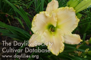 Mark Janey AHS image