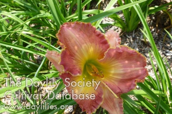 Montana Fairy AHS image