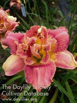 Trenton Double Pink AHS image
