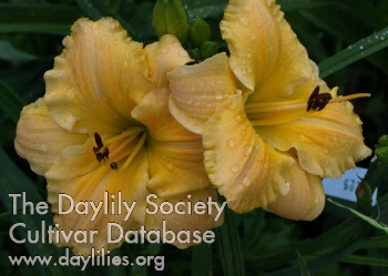 Earlybird Dawn's Light AHS image
