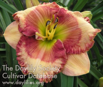 Border Pleaser AHS image