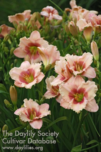 Longfields Roseanne AHS image