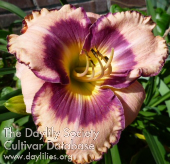 Zelderheide Viola AHS image