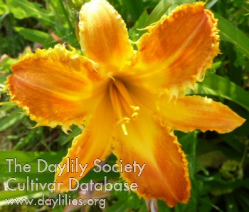 Disheveled Amber AHS image