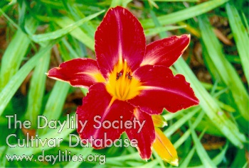 Suneetha's Exotic Beauty AHS image