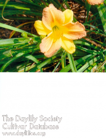 Rosa's NCSU-CVM TRT Bill Beauty AHS image