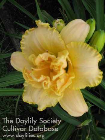 Suburban Lady Dee AHS image
