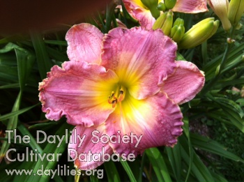 Hill Hollow Rosy AHS image