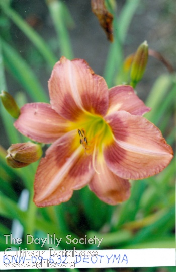 Deotyma AHS image