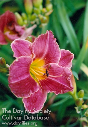Farmazon AHS image