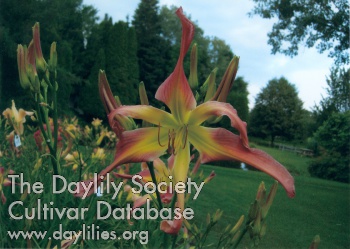 Melia's Paradise AHS image