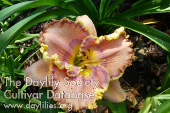 Montana Sweet Swirl AHS image