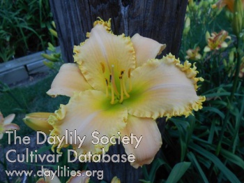 Toothy Legacy AHS image