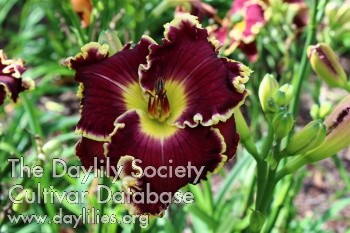 Bold Raven AHS image