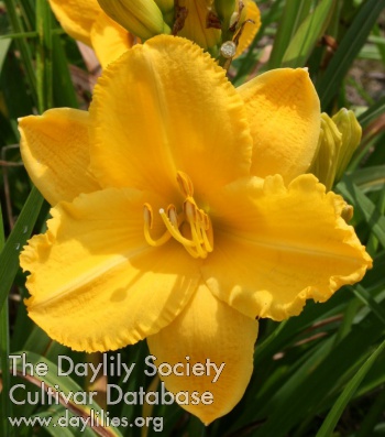 Sunny Days Ahead AHS image