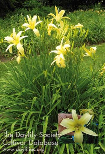 Olallie Artley AHS image