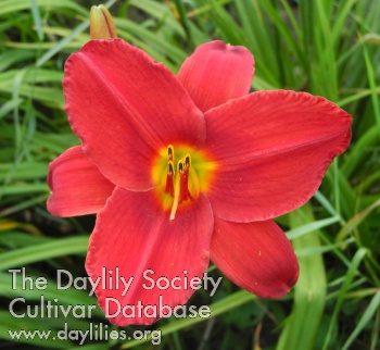 Olallie Dan Darrow AHS image