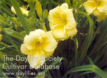 Happy Days are Here Again AHS image