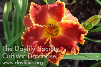 Michele Barron Blackstad AHS image