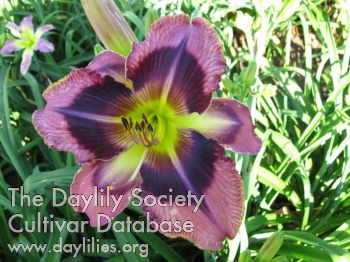 David White AHS image