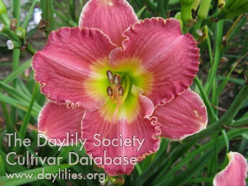 Mission Delight AHS image