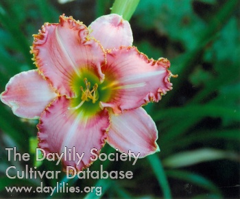 Zealand AHS image