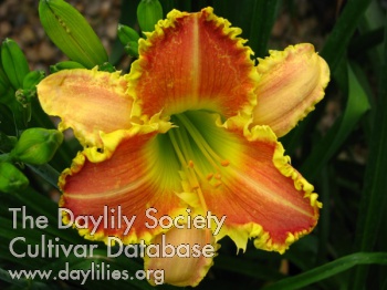 Wild Toothy Mama AHS image