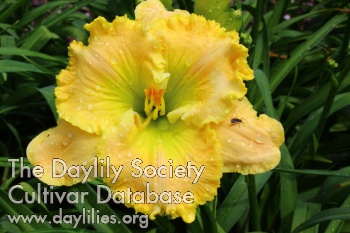 Jolly Good Yellow AHS image