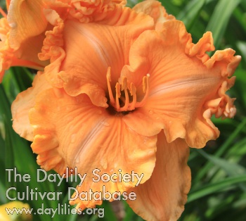 Debbie's Dreamsicle AHS image