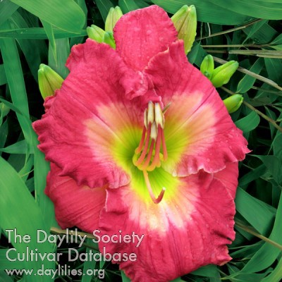 Occupy Your Garden AHS image