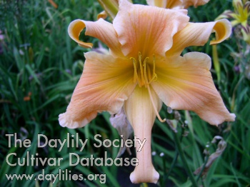【おまとめ】ANRI【A Special Day】【Spring Bright】 Boitzer Madonna - American Daylily Society
