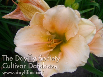 Boitzer Magnolia AHS image