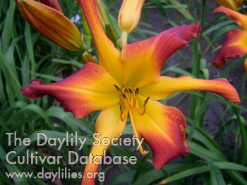 Boitzer Papagallo AHS image