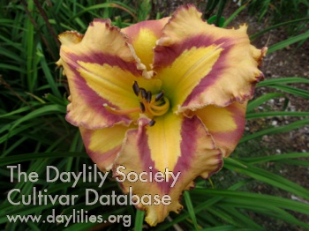 Greywoods Rim Rummy AHS image