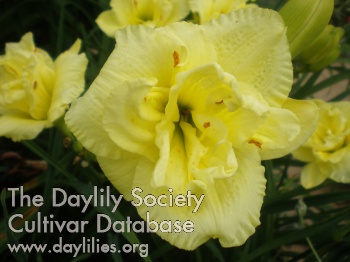 Gwendolyn Vole's Yellow Chiffon AHS image