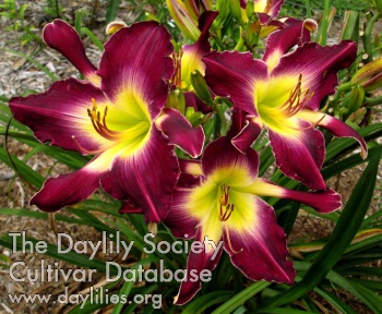Silk and Purple AHS image