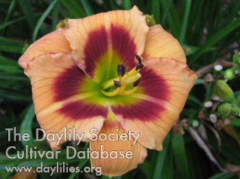 Socially Late AHS image