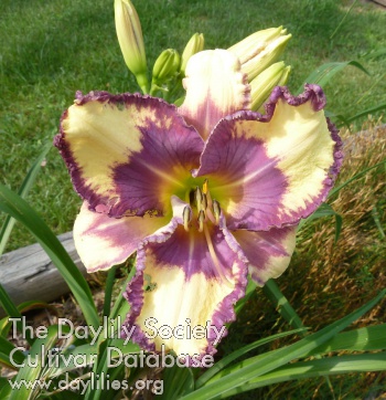 Woodlyn Stud Muffin AHS image