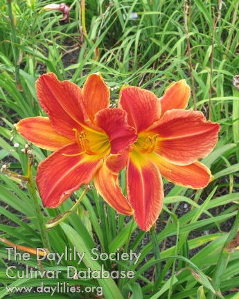 Orange You Glad I Didn't Say Banana AHS image