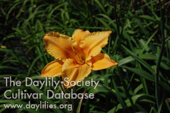 Orange with Envy AHS image